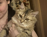 Кошки в Москве: Потерялся котенок кошка  10 мес  Девочка, 50 000 руб. - фото 3