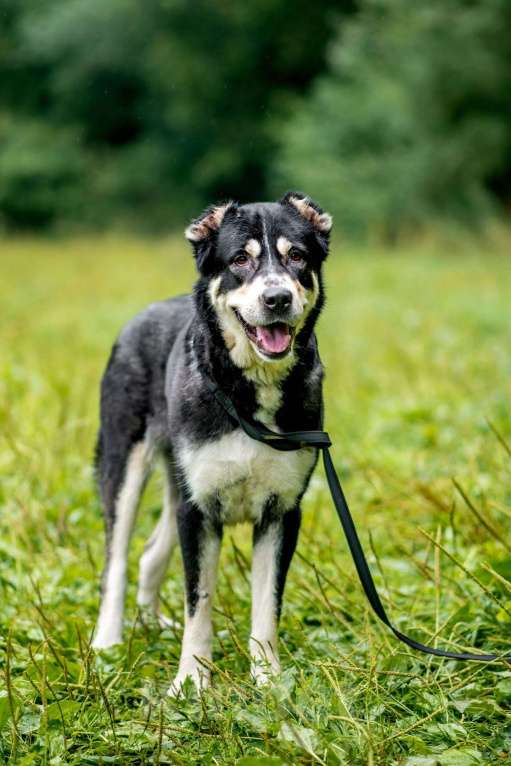 Собаки в Москве: Несси Девочка, Бесплатно - фото 5