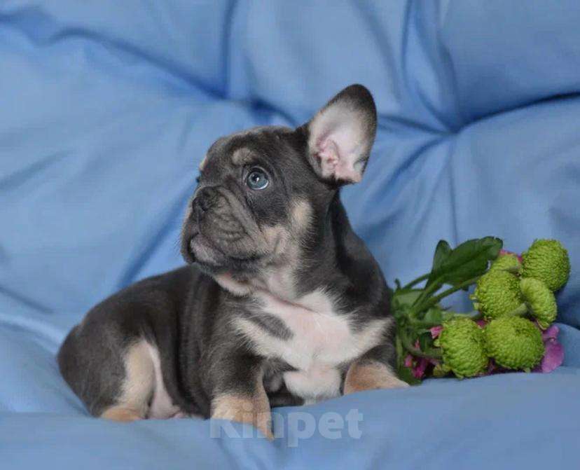 Собаки в других городах Воронежской области: Щенок французского бульдога Мальчик, 55 000 руб. - фото 5