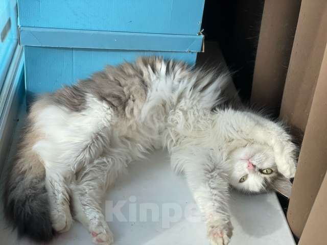 Кошки в Санкт-Петербурге: Ласковая красавица в добрые руки Девочка, Бесплатно - фото 3