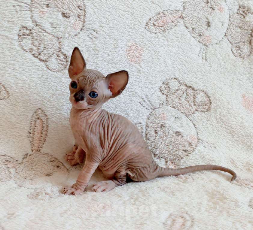 Кошки в Санкт-Петербурге: Котята канадского сфинкса Девочка, Бесплатно - фото 3