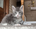 Кошки в других городах Московской области: Котенок мейн-кун девочка Девочка, 65 000 руб. - фото 3