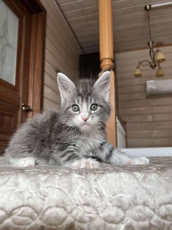 Кошки в других городах Московской области: Котенок мейн-кун девочка Девочка, 65 000 руб. - фото 3