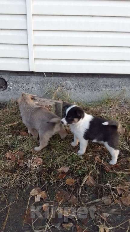 Собаки в Мыске: Щенок лайки Девочка, 800 руб. - фото 2