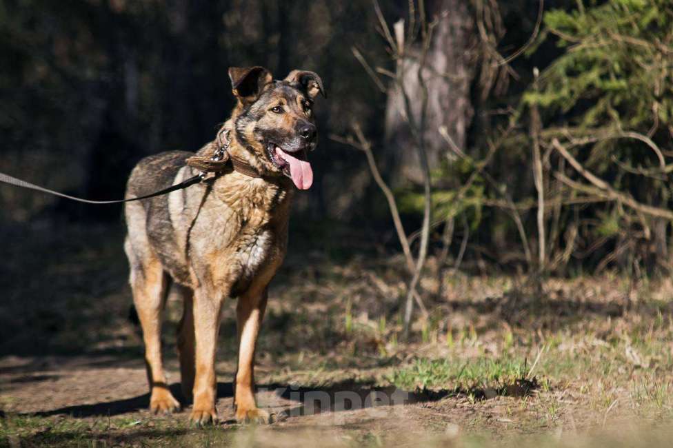 Собаки в других городах Московской области: Большой добрый Чивас в дар Мальчик, Бесплатно - фото 2