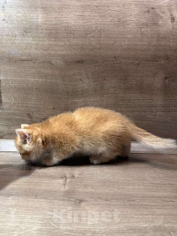 Кошки в других городах Московской области: Золотая британская шиншилла котята ny11, ny12, ny 22 Девочка, 45 000 руб. - фото 4