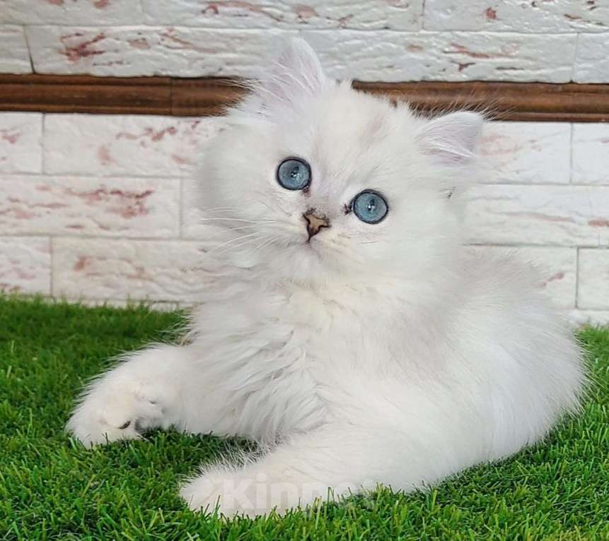 Кошки в Москве: Серебристая шиншилла длинношерстная Мальчик, 15 000 руб. - фото 4