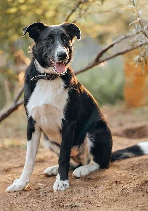 Собаки в Нижнем Новгороде: Очень нужны добрые дома подросткам-собакам, отличным охранникам Девочка, 10 руб. - фото 9