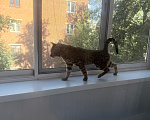 Кошки в Химках: Продаю котика ) Мальчик, 7 000 руб. - фото 2
