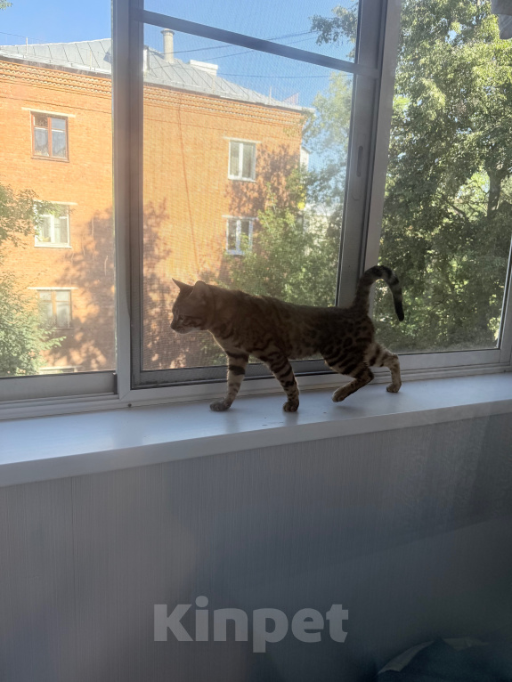 Кошки в Химках: Продаю котика ) Мальчик, 7 000 руб. - фото 2