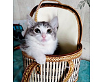 Кошки в Казани: Котенок Миланочка Девочка, Бесплатно - фото 1