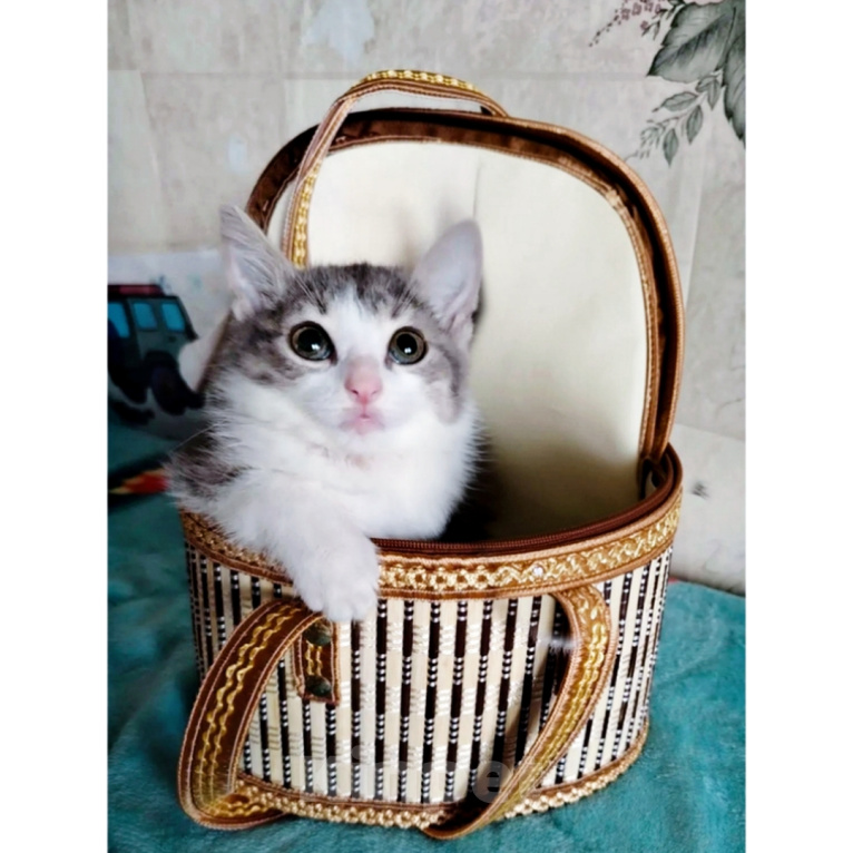 Кошки в Казани: Котенок Миланочка Девочка, Бесплатно - фото 1