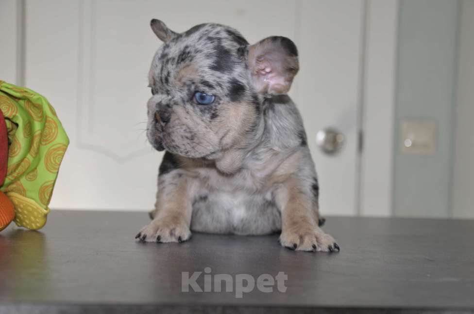 Собаки в Москве: Голубой мерле Девочка, 80 000 руб. - фото 3