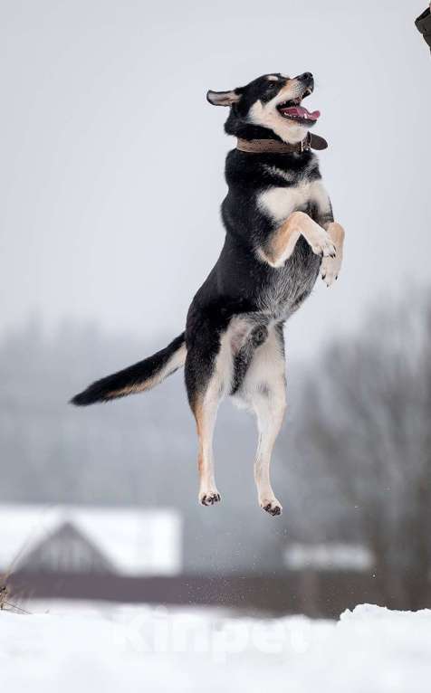 Собаки в Москве: Летающий и улыбающийся пёс Макс в добрые руки Мальчик, Бесплатно - фото 9