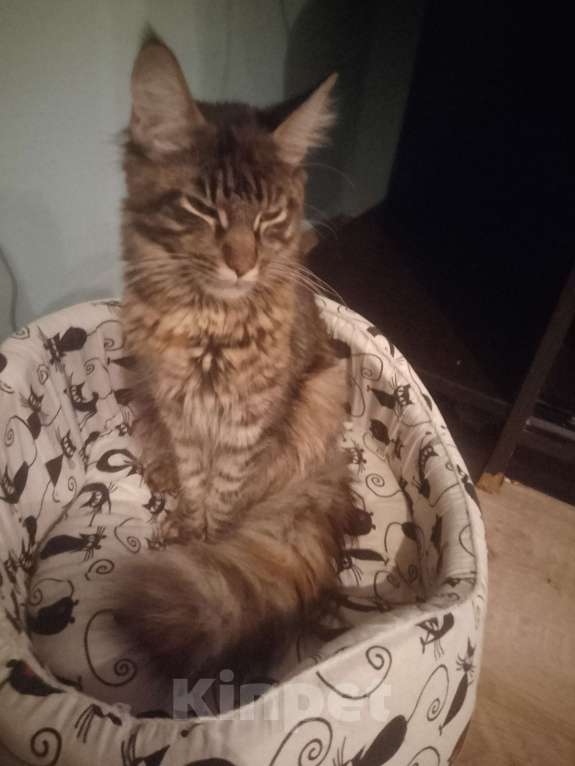 Кошки в Астрахани: Мейн-куны Разнополые, 12 000 руб. - фото 8