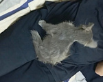 Кошки в Волгограде: Отдам Тоню в добрые ручки! Девочка, Бесплатно - фото 4