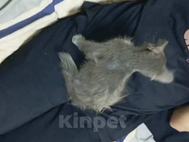 Кошки в Волгограде: Отдам Тоню в добрые ручки! Девочка, Бесплатно - фото 4