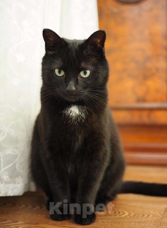 Кошки в Москве: Очень ласковая кошечка Нора в добрые руки Девочка, Бесплатно - фото 3