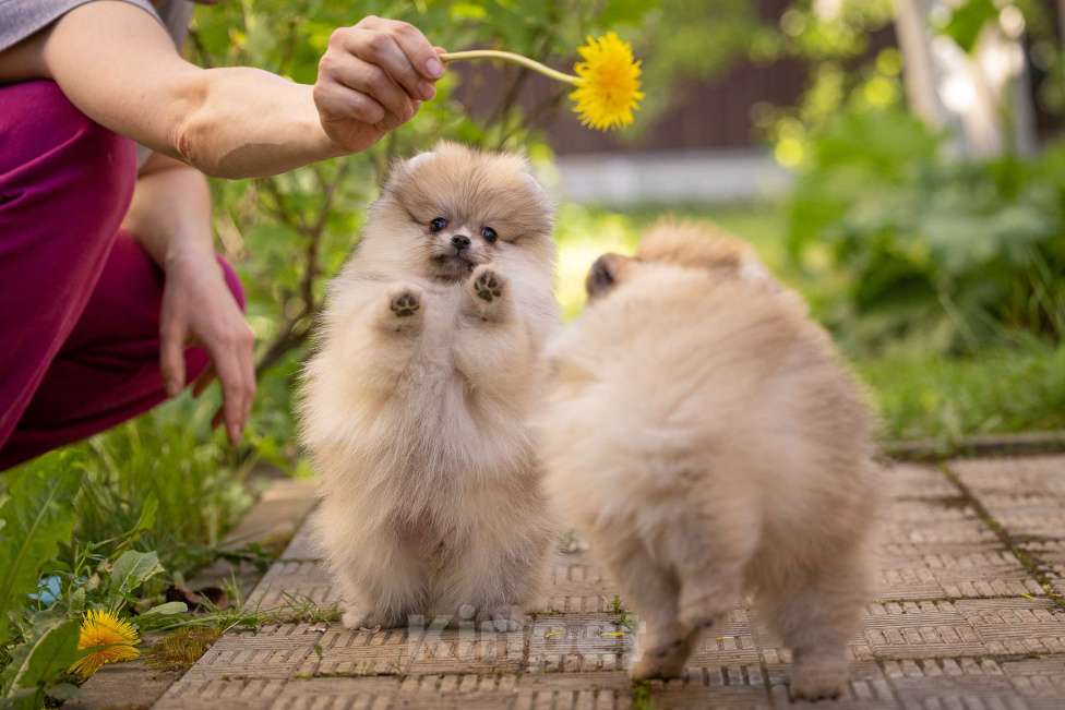 Собаки в Москве: Померанский шпиц девочка Девочка, 80 000 руб. - фото 2