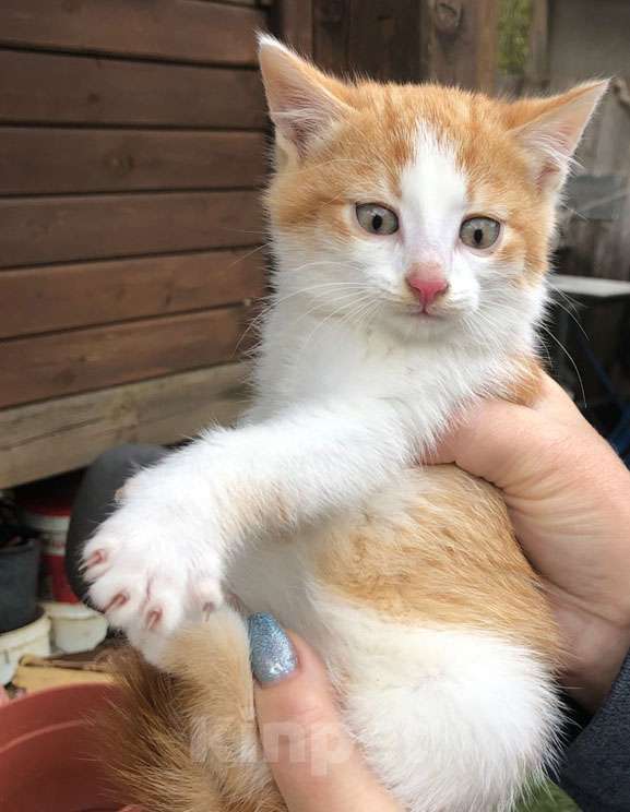 Кошки в Москве: Привет! Мне нужен дом. Рыжик,2,5 месяца.. Мальчик, Бесплатно - фото 2