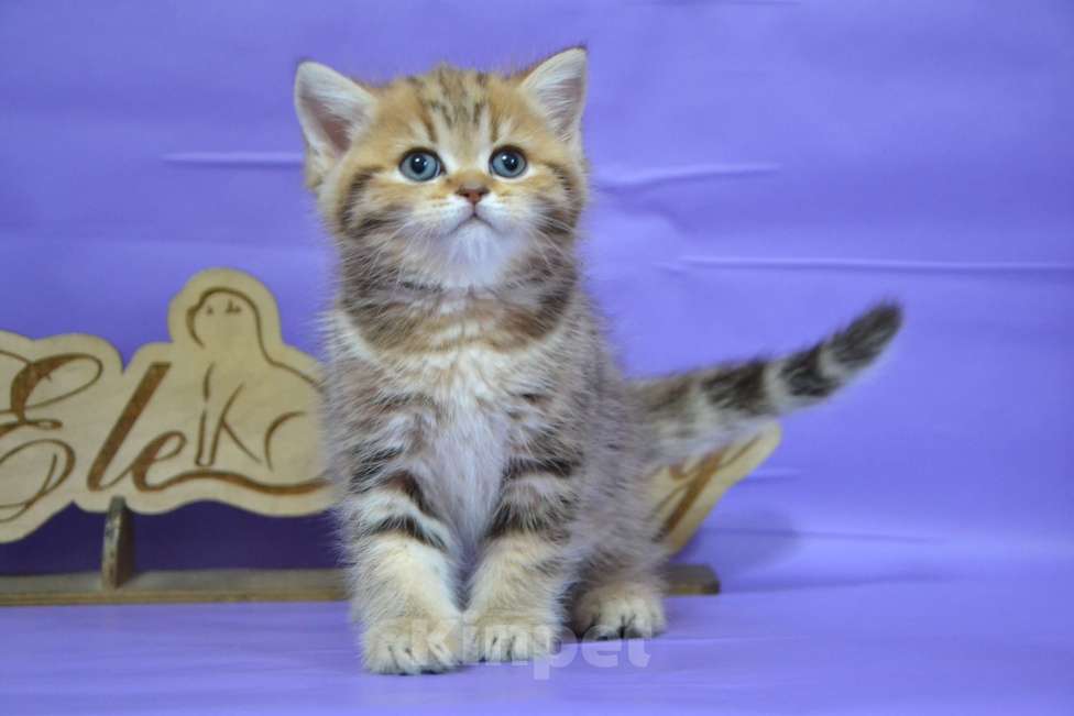 Кошки в Москве: Мальчики страйтики золотые Мальчик, 40 000 руб. - фото 6