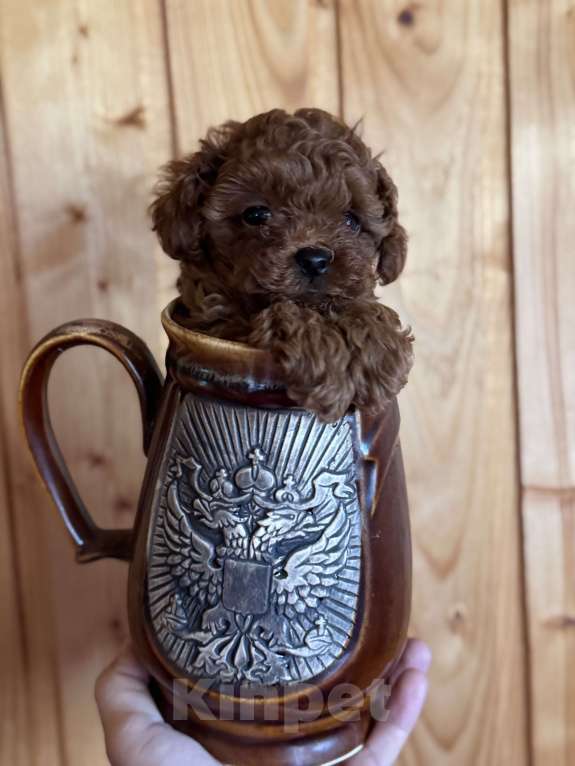 Собаки в Москве: Щенок той пудель Мальчик, 300 000 руб. - фото 7