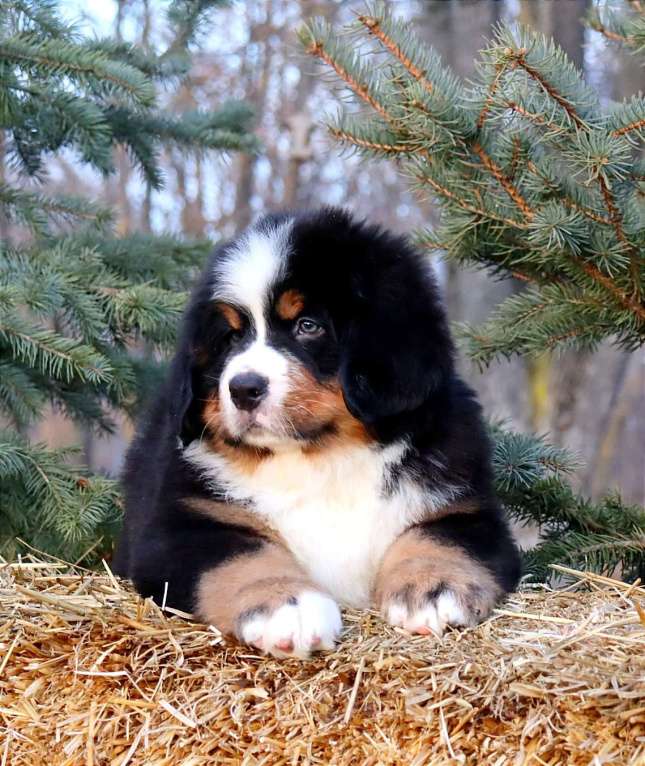 Собаки в Москве: Кибель Бернского зенненхунда Мальчик, Бесплатно - фото 1