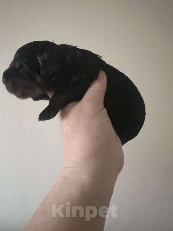 Собаки в Санкт-Петербурге: Щенки ротвейлера, рожд. 25.03.26 Разнополые, 60 000 руб. - фото 2