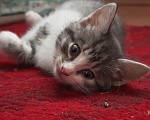 Кошки в Лобне: Котёнок в добрые руки Девочка, Бесплатно - фото 3