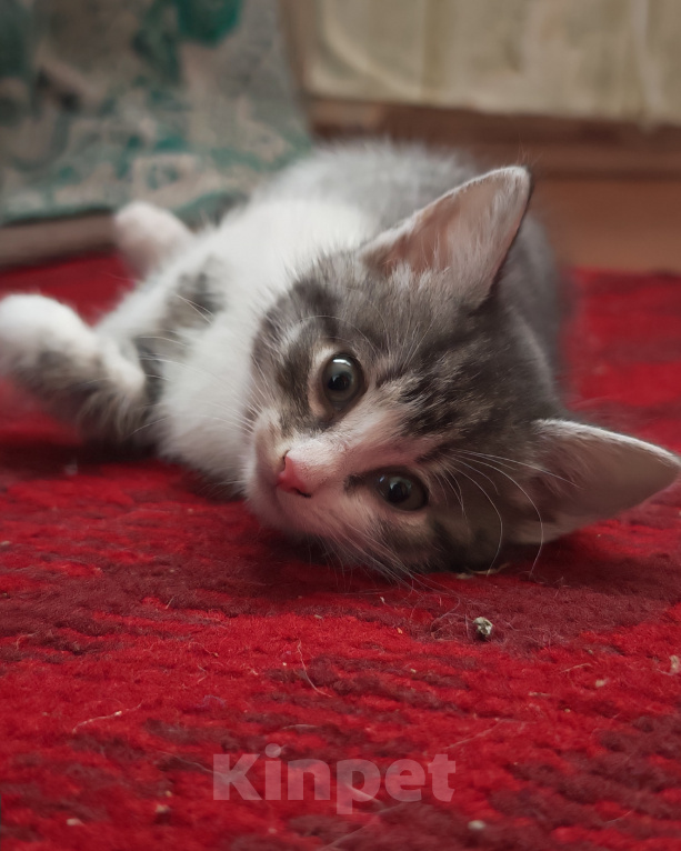 Кошки в Лобне: Котёнок в добрые руки Девочка, Бесплатно - фото 3
