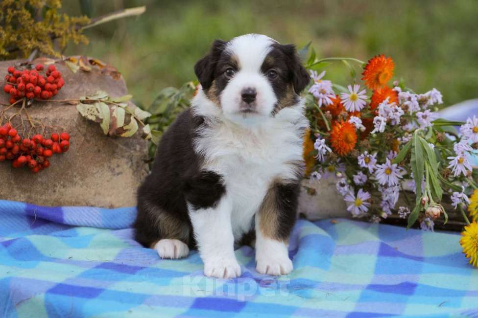 Собаки в других городах Московской области: эксклюзивная девочка Девочка, Бесплатно - фото 2