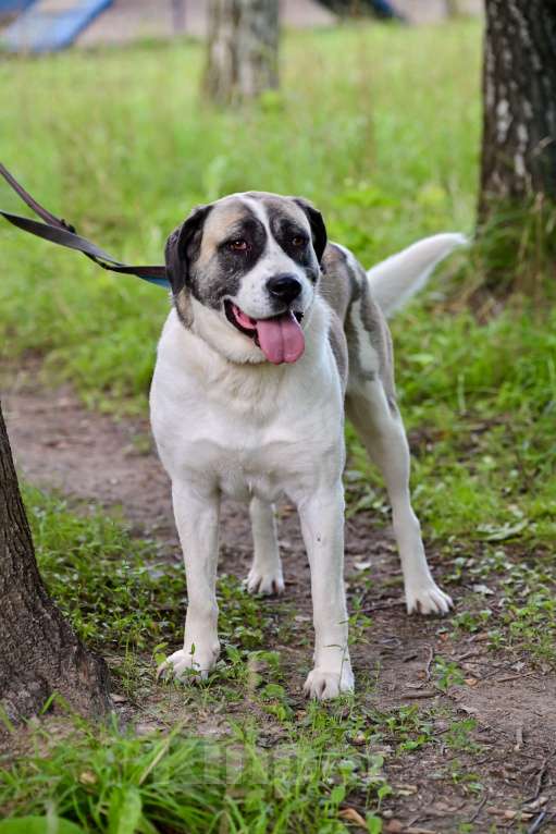 Собаки в Красногорске: Умнейшая Берта  очень ждет своего хозяина на передержке  Девочка, Бесплатно - фото 3