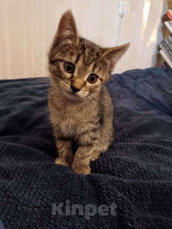 Кошки в Дубне: Отдам котенка в добрые руки Девочка, Бесплатно - фото 3