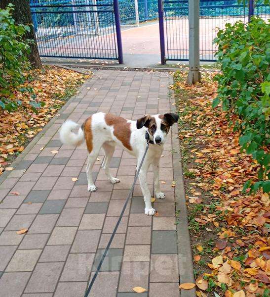 Собаки в Москве: Познакомьтесь с невероятно спокойным и умным Арни!  Мальчик, Бесплатно - фото 2