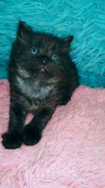 Кошки в Москве: Шотландские котята хайленд Мальчик, 5 000 руб. - фото 2