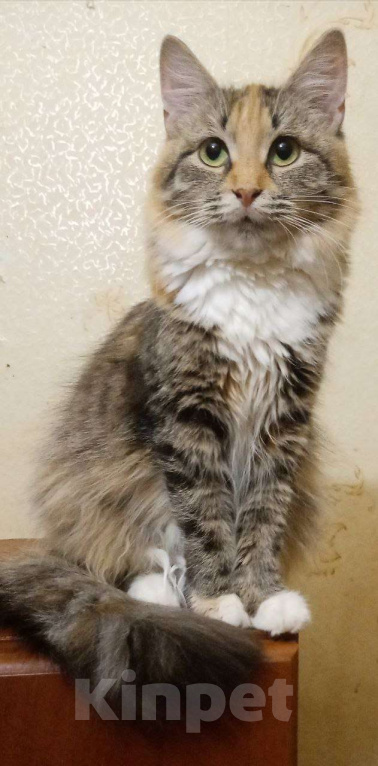 Кошки в Москве: Пушистая кошечка Лисенок ищет дом Девочка, Бесплатно - фото 7