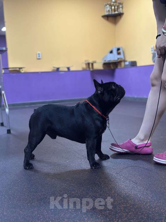 Собаки в Краснодаре: Вязка Тайсон  Мальчик, Бесплатно - фото 10