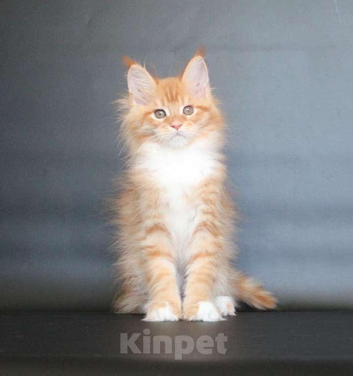 Кошки в Екатеринбурге: Дионис рыжуня мальчик Мальчик, 50 000 руб. - фото 4