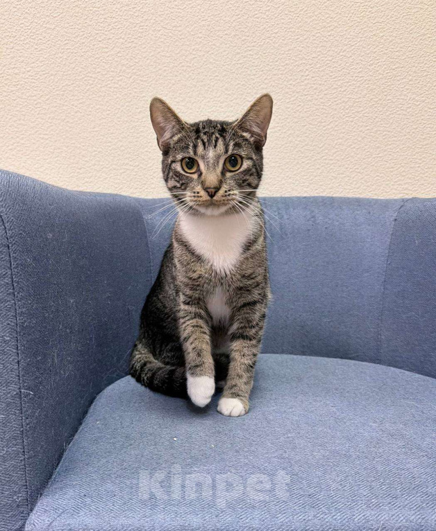 Кошки в Москве: Чудесный компанейский котик Барс ищет своих людей Мальчик, Бесплатно - фото 1