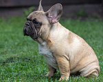 Собаки в Москве: Мальчик французского бульдога Мальчик, 100 000 руб. - фото 3