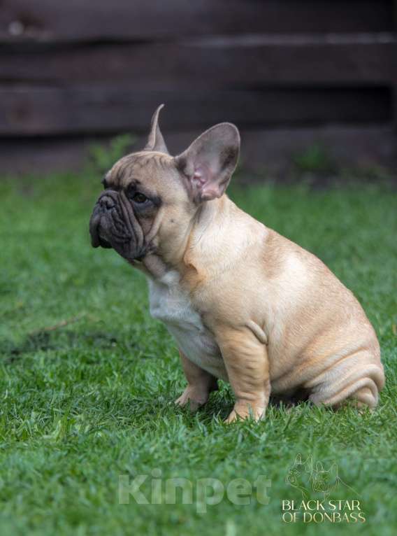 Собаки в Москве: Мальчик французского бульдога Мальчик, 100 000 руб. - фото 3