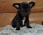 Собаки в Москве: Французский бульдог  Мальчик, 75 000 руб. - фото 2