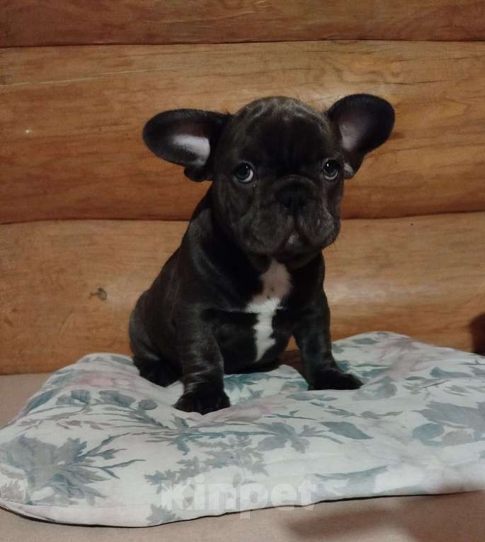 Собаки в Москве: Французский бульдог  Мальчик, 75 000 руб. - фото 2