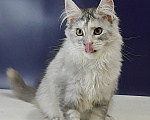 Кошки в Уфе: Котенок мейн-кун Девочка, 25 000 руб. - фото 8
