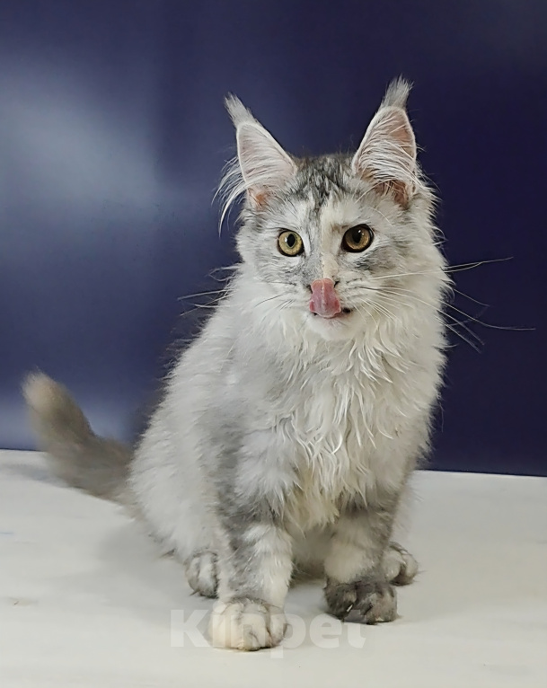 Кошки в Уфе: Котенок мейн-кун Девочка, 25 000 руб. - фото 8