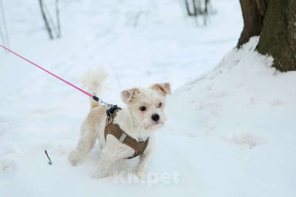 Собаки в Санкт-Петербурге: Маленькая собака в добрые Бо Мальчик, Бесплатно - фото 1