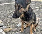 Собаки в Москве: Молодая собака Вита, немецкая овчарка ищет дом Девочка, 10 руб. - фото 7
