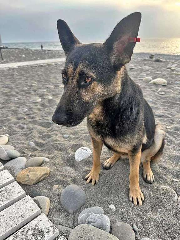 Собаки в Москве: Молодая собака Вита, немецкая овчарка ищет дом Девочка, 10 руб. - фото 7