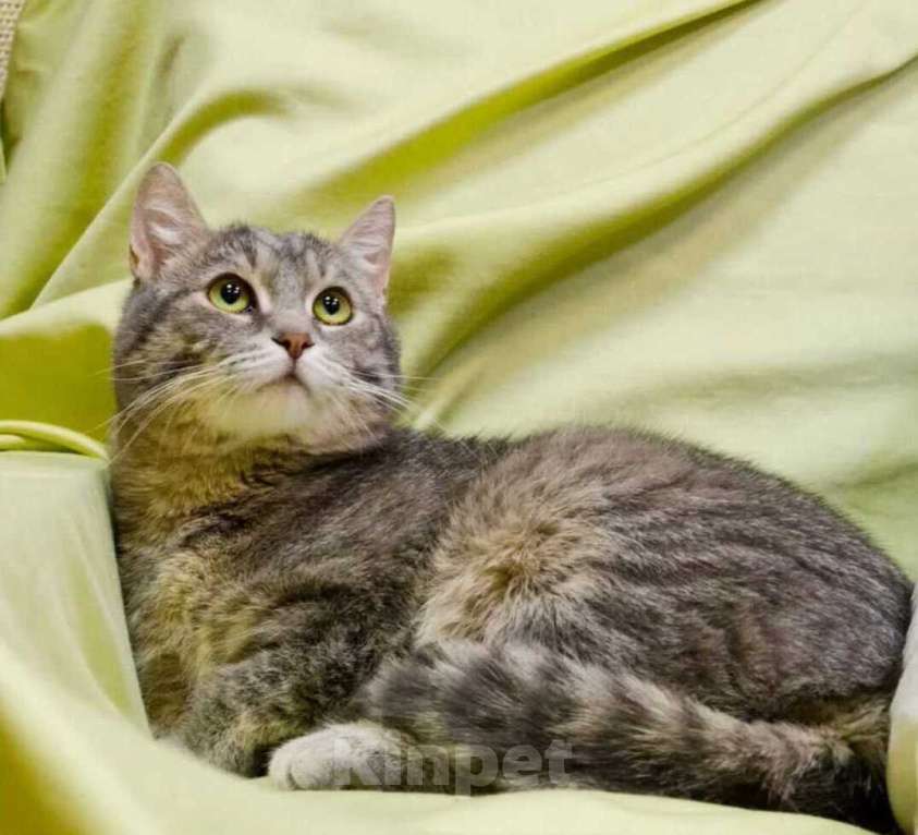 Кошки в Москве: Князь Серебряный — котик Кисыч ищет дом Мальчик, 1 руб. - фото 2