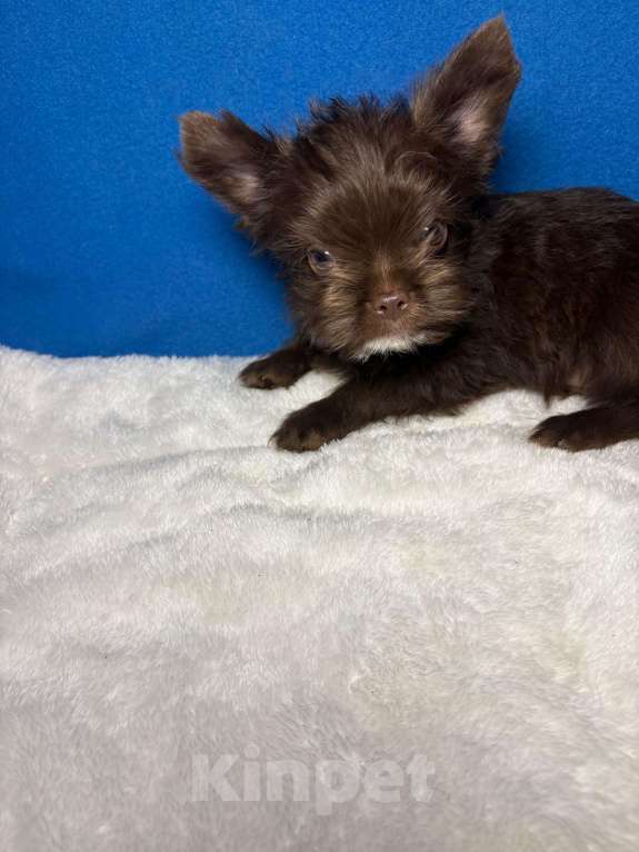 Собаки в Москве: Йоркширский  терьер    Мальчик Мальчик, 20 000 руб. - фото 1